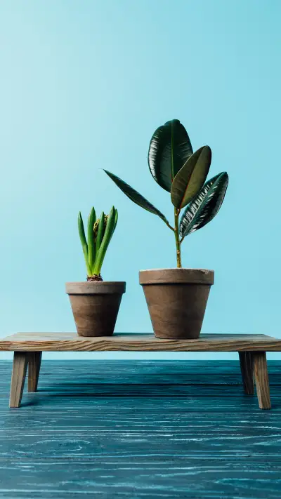 网红绿植-拍信图库