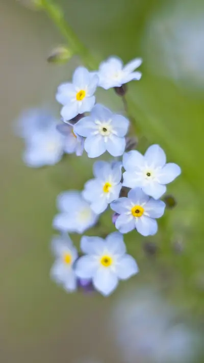 恋爱的犀牛 - Screenshot 1