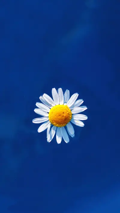 2020流行色-拍信图库