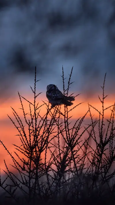 自然幻境-拍信图库
