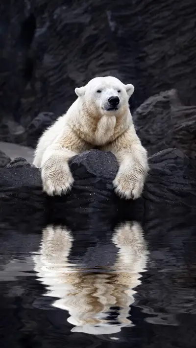 北极熊-锐景创意