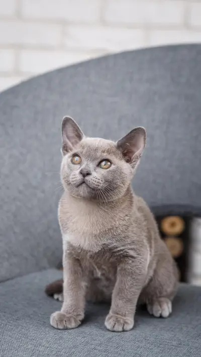 猫咪：我不喜欢抱抱