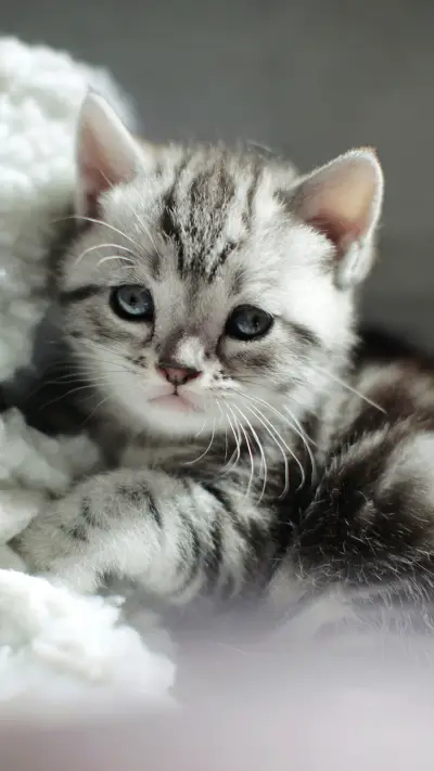 乖巧小奶猫-视觉中国 