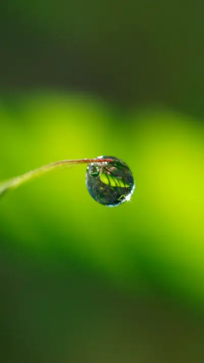 晨曦中的露珠 - Screenshot 1