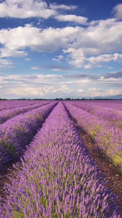 薰衣草的夏天-拍信图库 - Screenshot 1