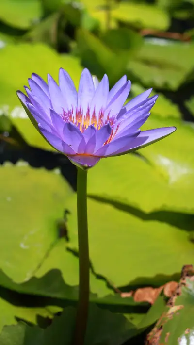 荷塘之美-拍信图库 - Screenshot 1