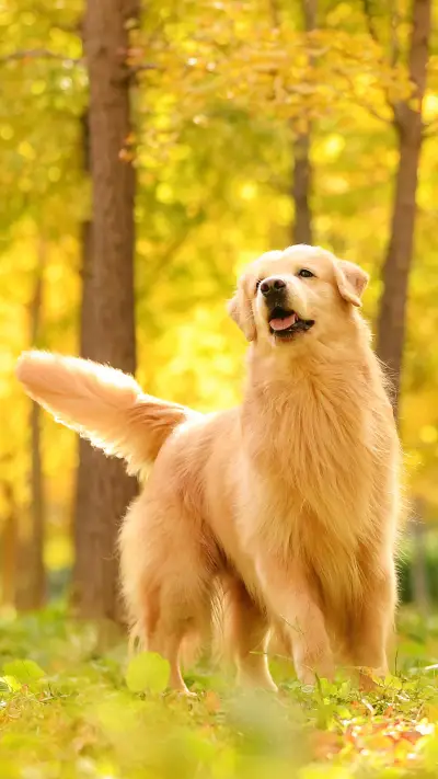 什么植物对狗有害？