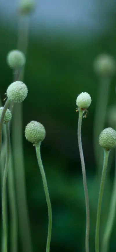 森林里的绿精灵-拍信图库