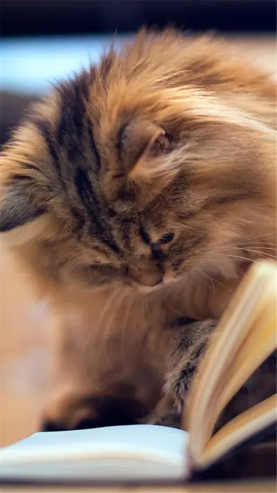 猫咪