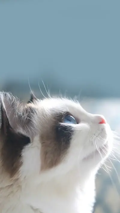 可爱喵星人呆萌