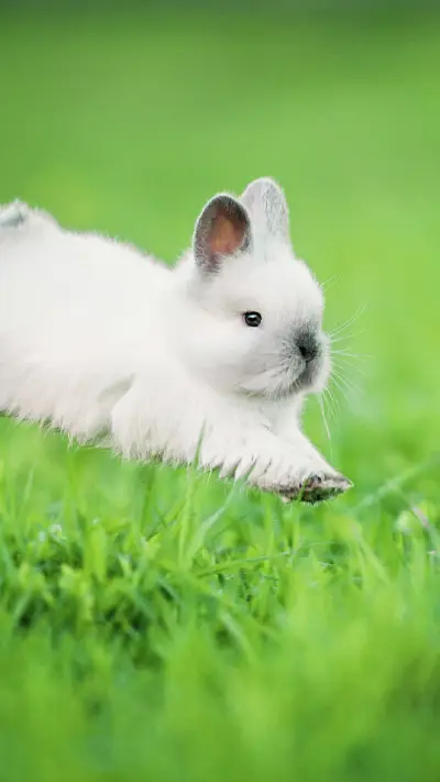 一只兔子的喜怒哀乐