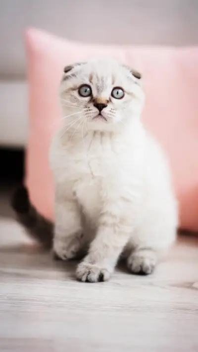 可爱猫咪-拍信图库