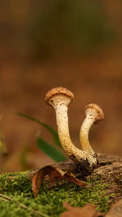 一把盛开着的小伞 - Screenshot 1