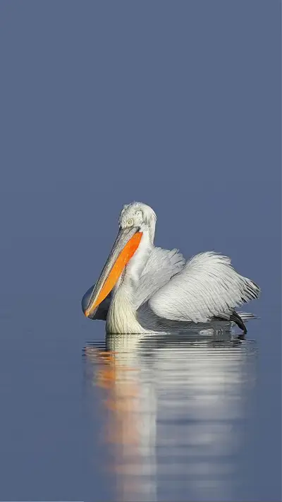 治愈壁纸-拍信图库 - Screenshot 1