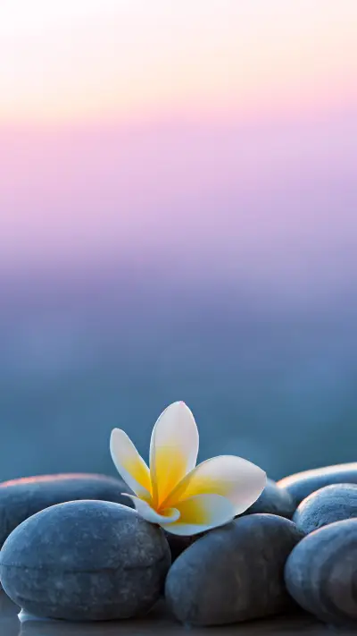 芬芳馥郁鸡蛋花
