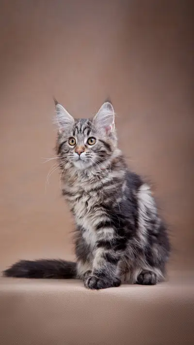 养猫后的迷惑行为 - Screenshot 1