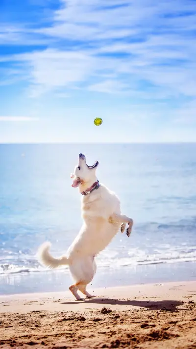 这些游戏适合陪狗狗玩 - Screenshot 1