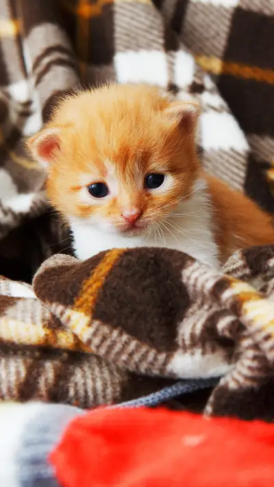 如何特例独行地吸猫