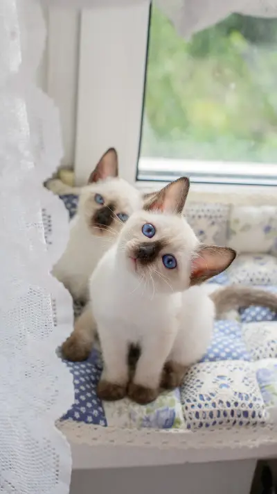 猫咪会认识到错误吗 - Screenshot 1