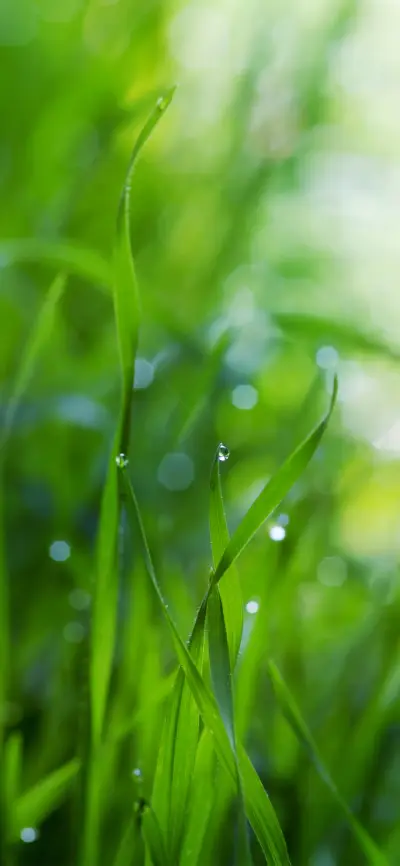 植物护眼壁纸-锐景创意