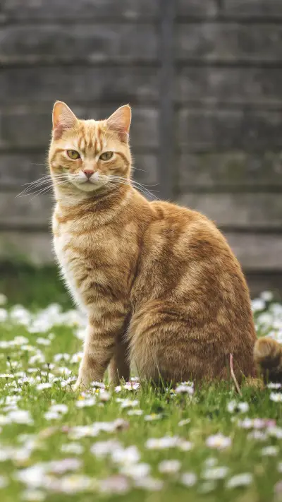 当猫咪失去密友时