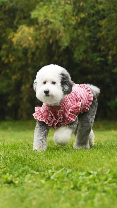 狗狗的大脑很奇妙 - Screenshot 1