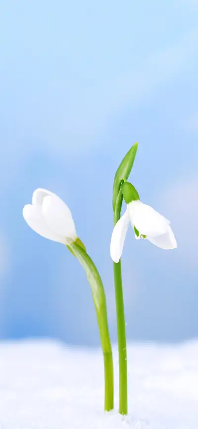 唯美白色花朵壁纸-锐景创意