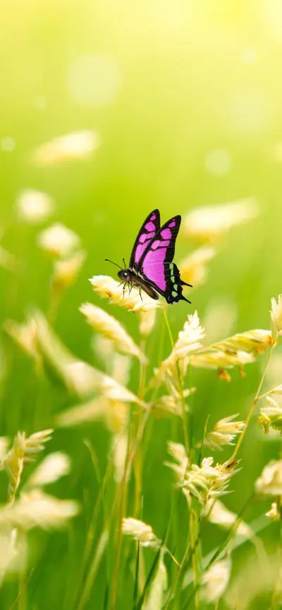 美好生活植物壁纸-锐景创意 - Screenshot 1