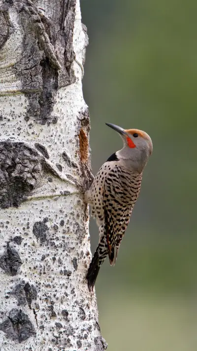 对人类有益的动物