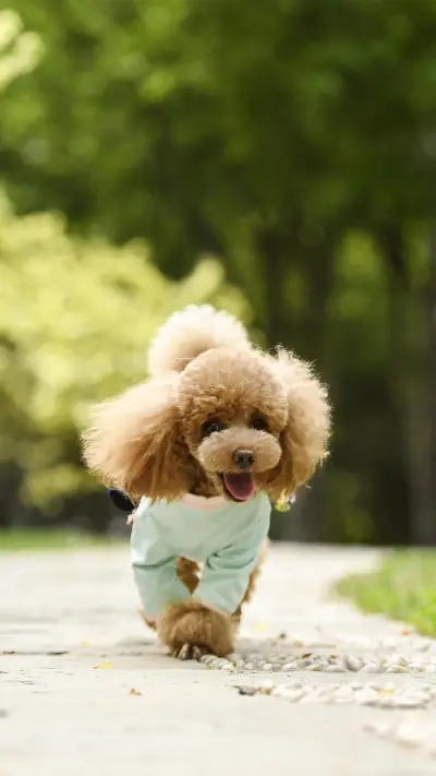 狗狗信任你的表现