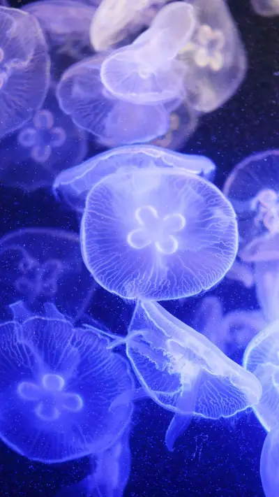 海底水母-拍信图库