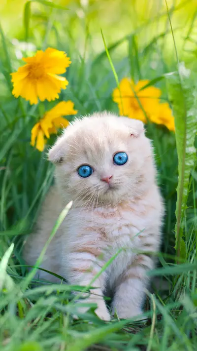 让猫咪不再害怕社交