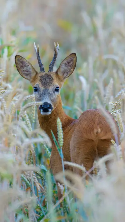 狍子 “东北神兽”