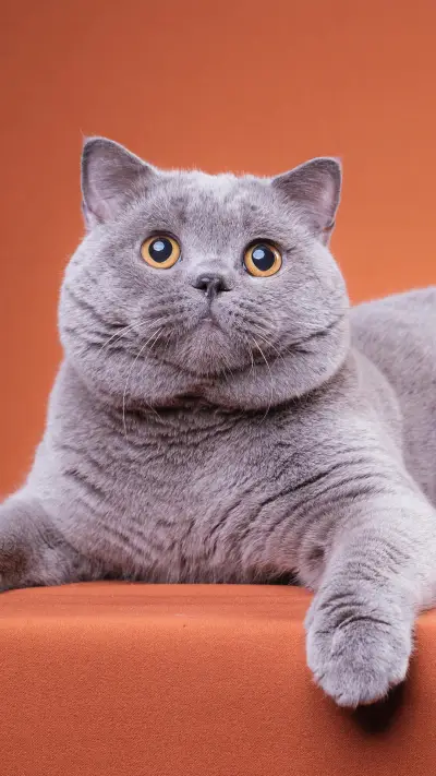 不要做猫咪不喜欢的事 - Screenshot 1