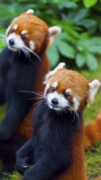 可爱值爆表的小熊猫