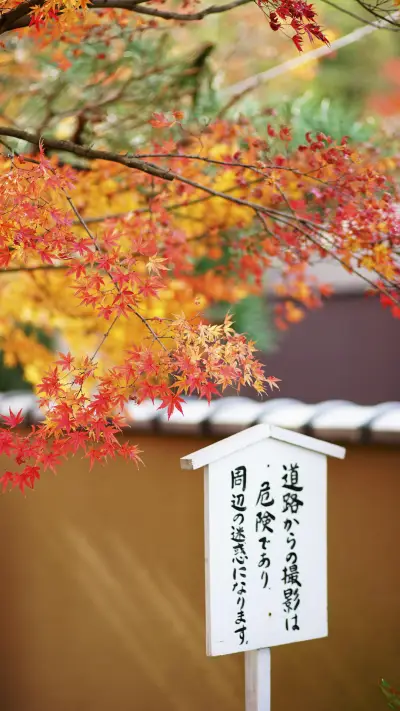 京都红叶季