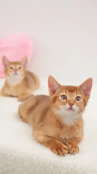 有着非洲豹气质的猫