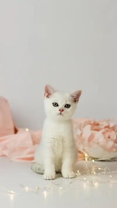 预防老年猫咪患病