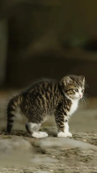 如何让傲娇猫主动握手