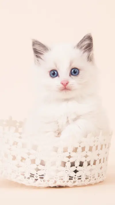 好好照顾小奶猫