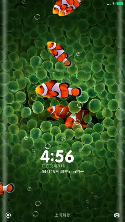 小丑鱼的绿世界