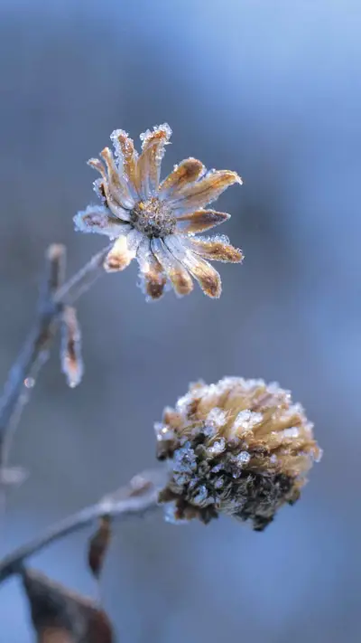 冬日雪景-拍信图库 - Screenshot 1