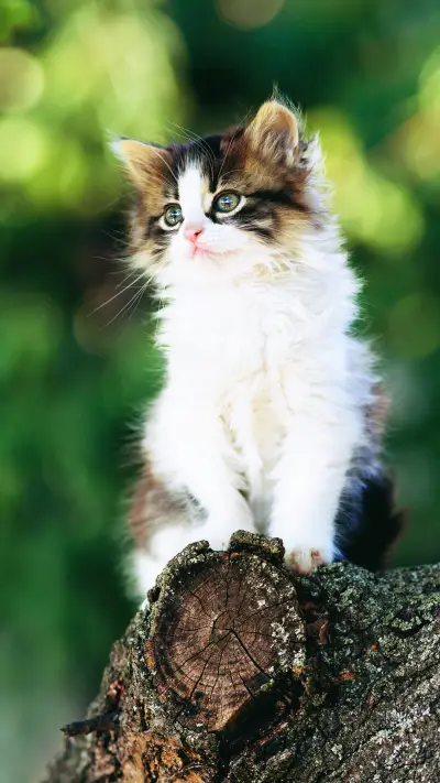 用爪子喝水的猫咪