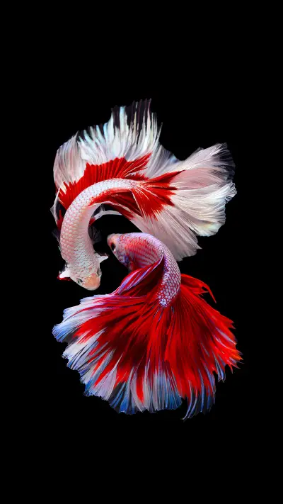 暹罗斗鱼-锐景创意