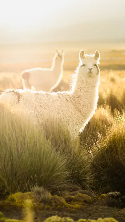 畅游玻利维亚 - Screenshot 1