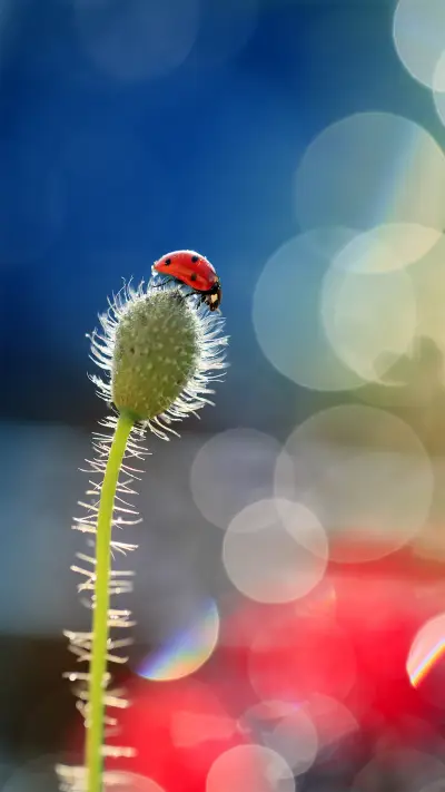 唯美壁纸-拍信图库