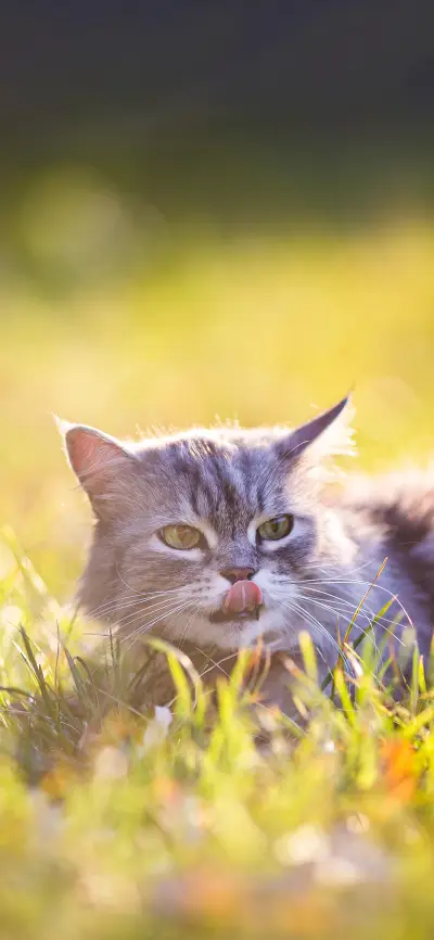 高冷猫咪壁纸-锐景创意 - Screenshot 1