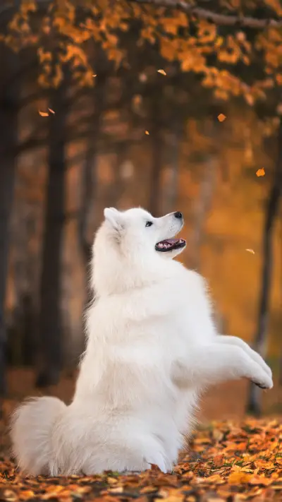 关于狗狗的小秘密