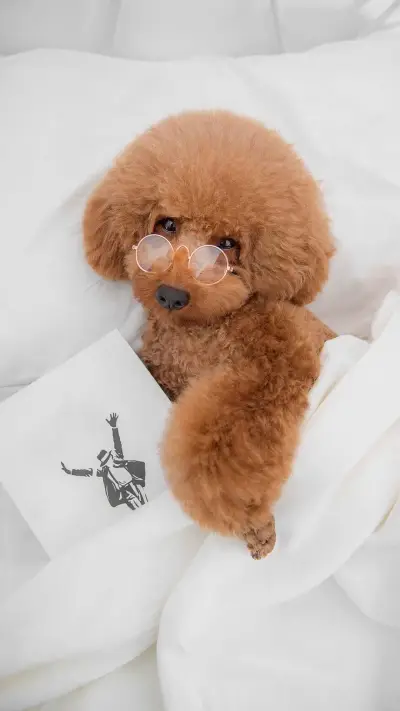 狗狗的美梦 - Screenshot 1