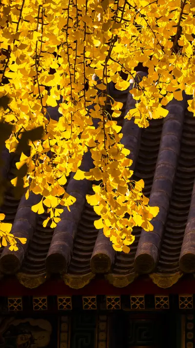 一叶知秋 - Screenshot 1